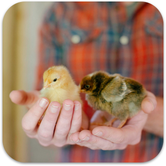 Person holding two small chicks in their hands, one yellow and one dark brown, with a plaid shirt in the background.