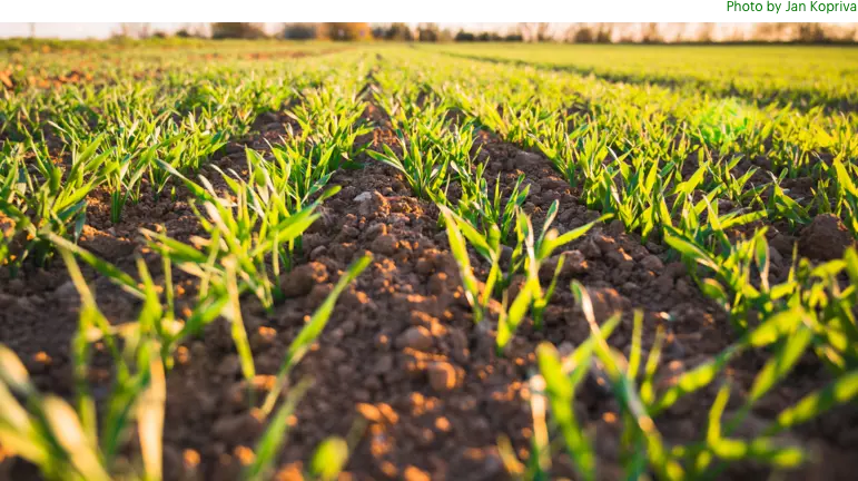 An image of a field with grass and dirt.