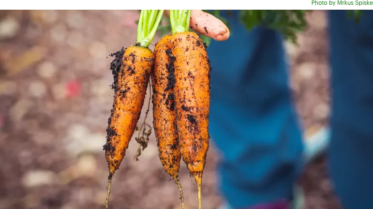 A person is holding two carrots in their hands.