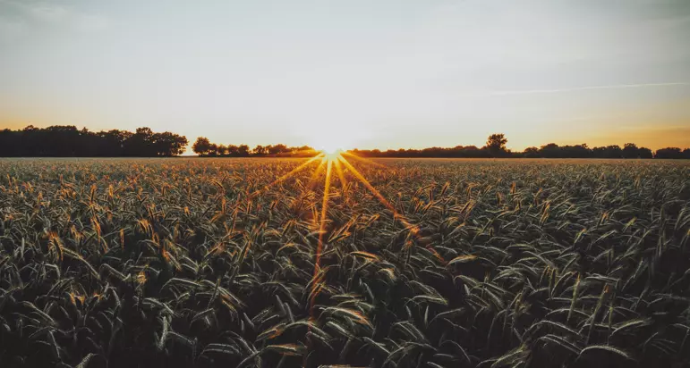 The sun is setting over a field of wheat.