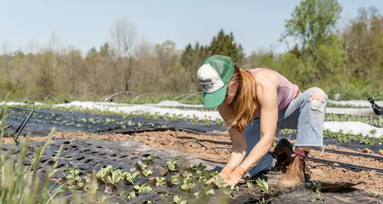 A woman in a green hat is planting vegetables in a field.