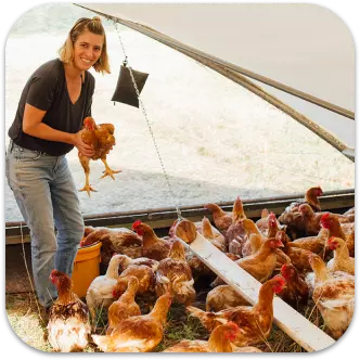 A woman feeding chickens in a barn.