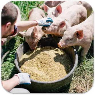 A man feeding pigs from a bucket.