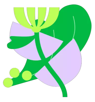 A green and purple flower with leaves on a black background.