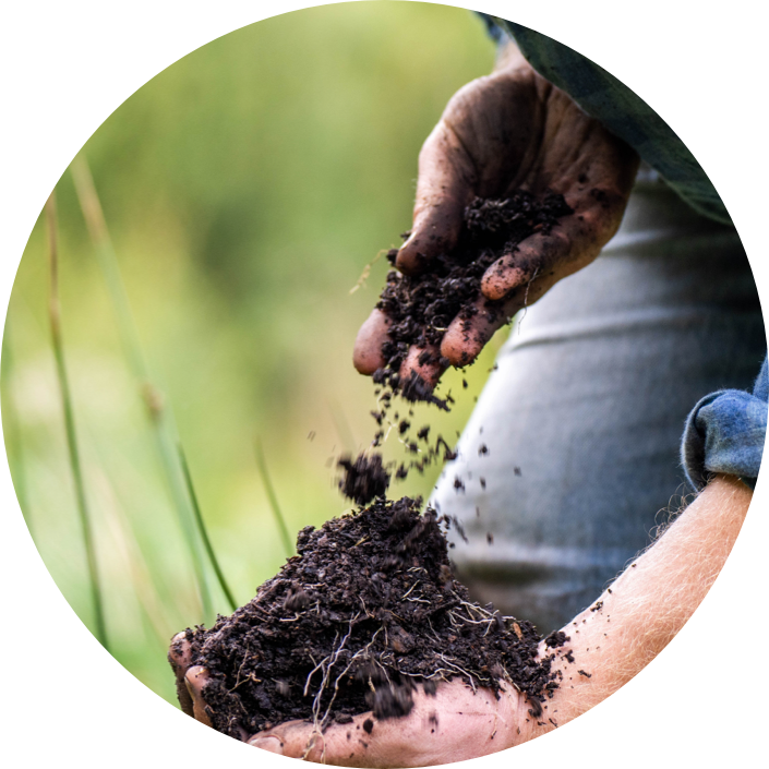 Hands holding and sifting soil outdoors with Mt. Joy Chicken plants visible in the background.