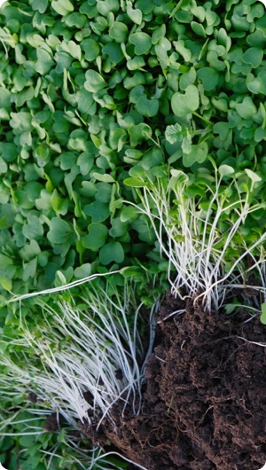 A close-up of green leafy plants, some uprooted to reveal their white roots still clinging to the soil. It's a scene that captures the essence of nature, as if you could see it in Seattle's serene gardens.