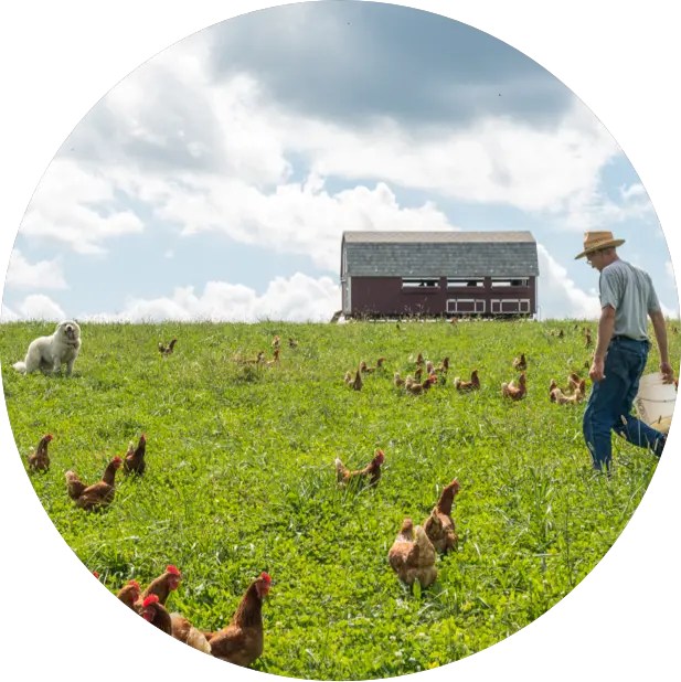 A farmer carrying a bucket walks in a grassy field with chickens and a dog, with a barn in the background under a cloudy Seattle sky.