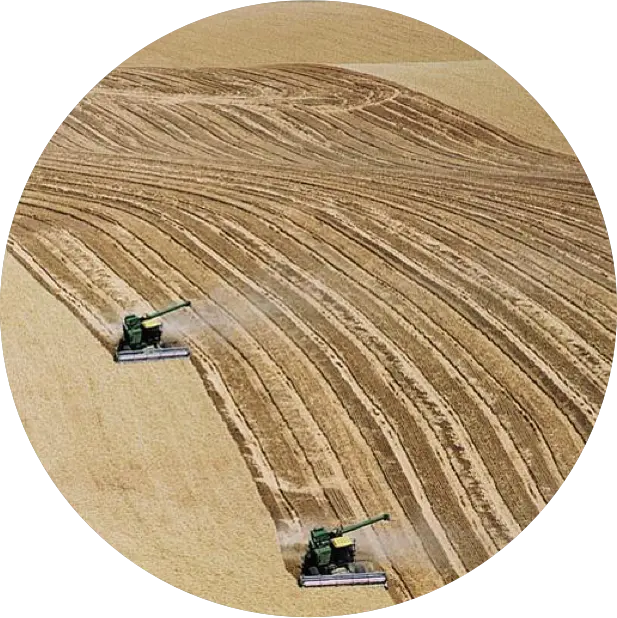 Two green combines, a sight you'd see in Seattle's outskirts, harvest a large wheat field, leaving distinct patterns in the golden crops.