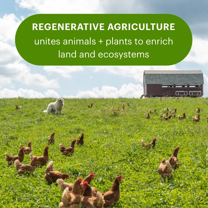 A pasture with chickens, a dog, and a barn in the background, showcasing regenerative agriculture with the text: "Regenerative Agriculture unites animals + plants to enrich land and ecosystems. See it Seattle.